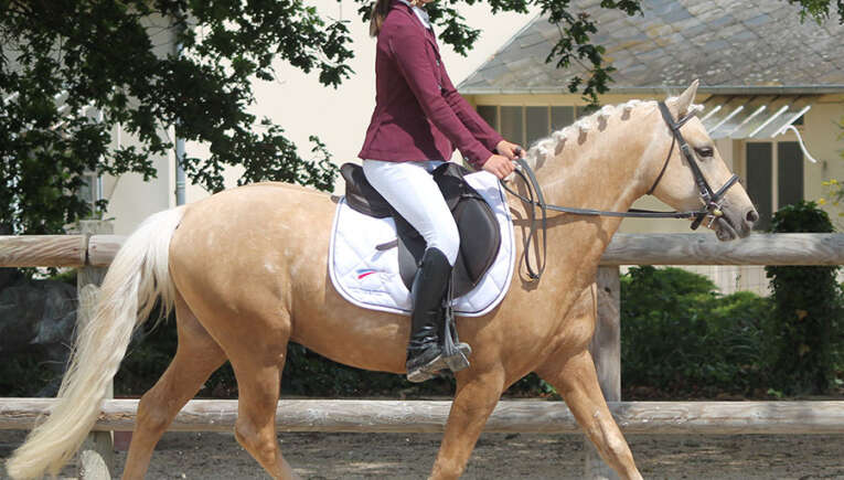 elevage poney